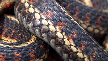 Family Startled by Rattlesnakes Hiding in Pool Noodles