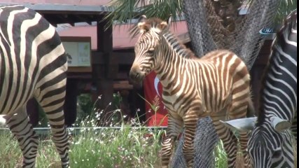 Bursa’da Bir Haftalık Zebra Yavrusu İlgi Çekiyor
