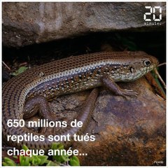 En Australie, les chats errants menacent la faune