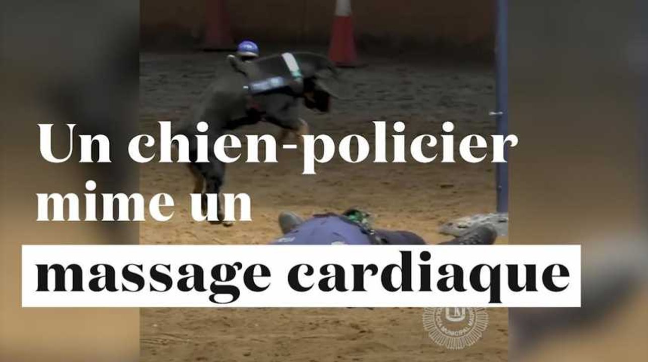 Poncho, le "chien policier" qui sait faire un massage cardiaque