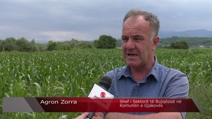 Cilat janë dëmet që shkaktuan të reshurat atmosferike tek kulturat bujqësore - Lajme