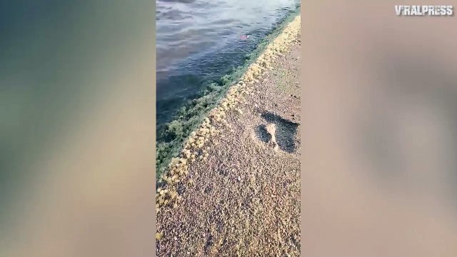 Thousands Of Baby Crabs On Beach