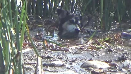 Fırat Nehrine Düşen 2 Köpek Tekneyle Kurtardı