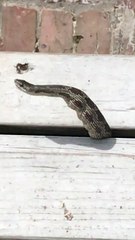 Snake Regurgitates Eggs