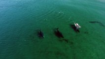 Humpback Whale Migration