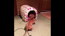 Σκύλος προσπαθεί μάταια να χωρέσει ένα ξύλο στο σπίτι του