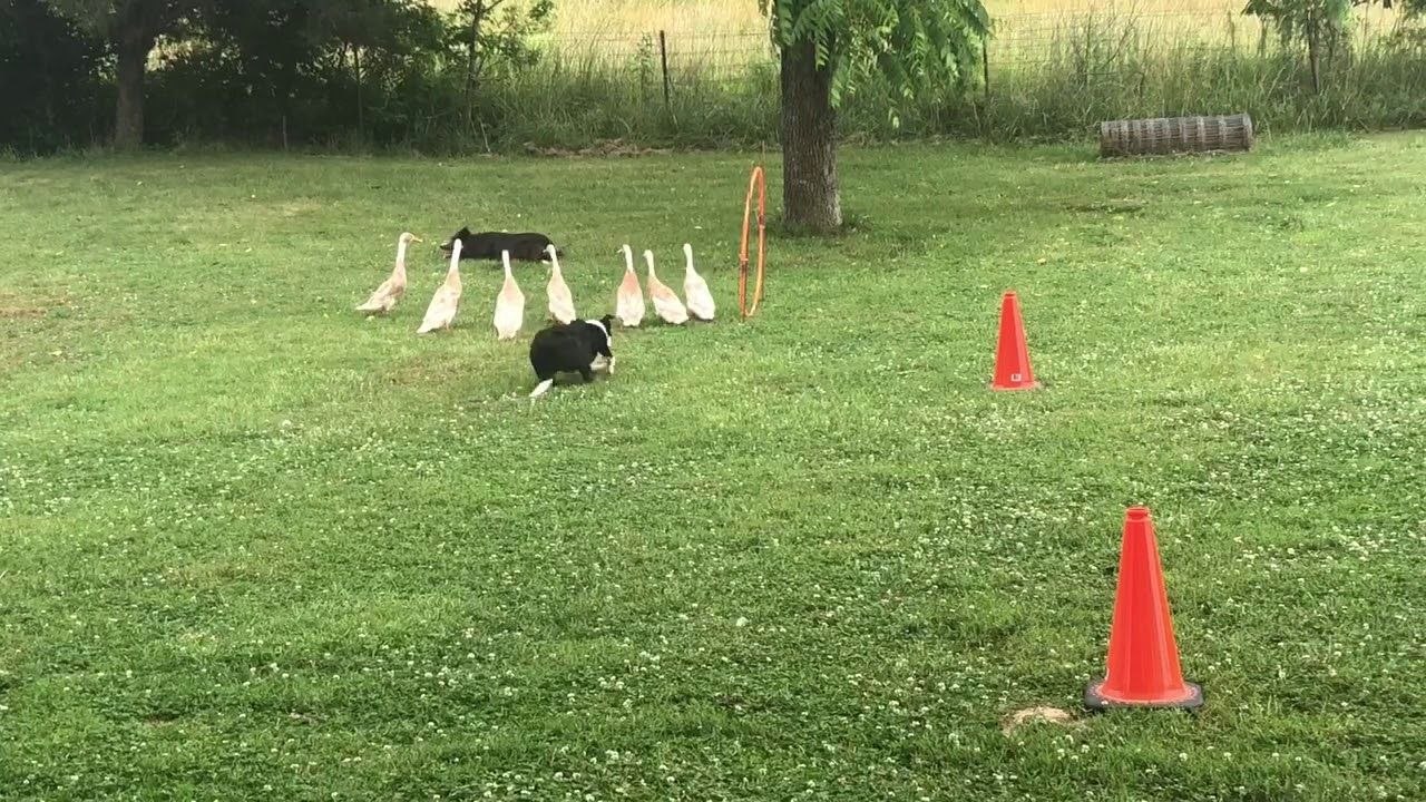 Deux chiens dirigent des oies