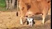 Ces bébé chèvres tètent... une vache !