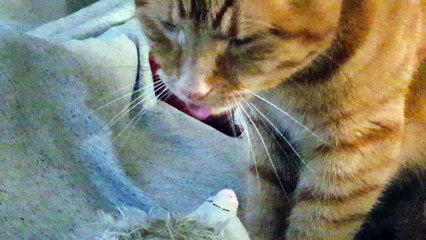 Bug : ce chat lèche sa peluche sans la toucher !