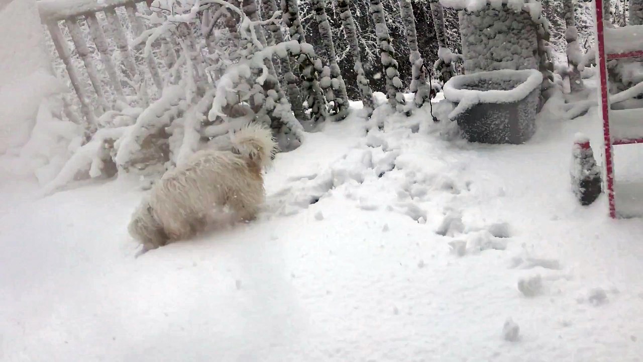 snow and dogs!