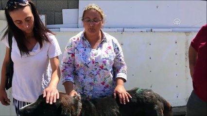 'Köpeğe baltalı saldırı'ya suç duyurusu - İSTANBUL