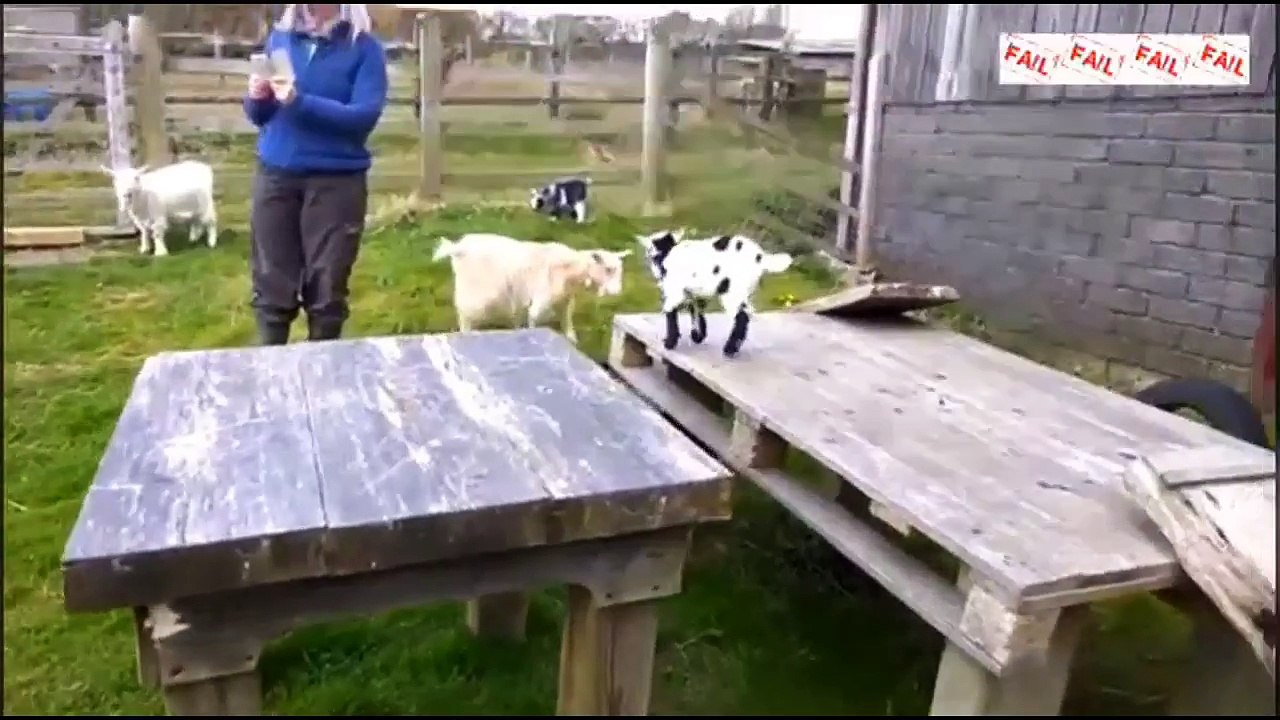 FUNNY GOATS FAILS of 2017 | Funny Fail Compilation