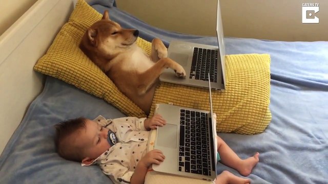 Soirée NETFLIX pour ce chien et ce bébé