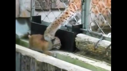 Une maman lynx essaie de rattraper son bébé qui s'est échappé de l'enclos