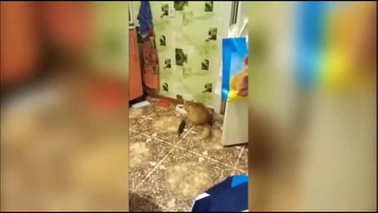 PETS FAILS 2017 Funny Fail Compilation