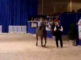 Salon du cheval (pur sang arabe)