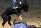 Madrid Police Dog Performs 'CPR' on Officer