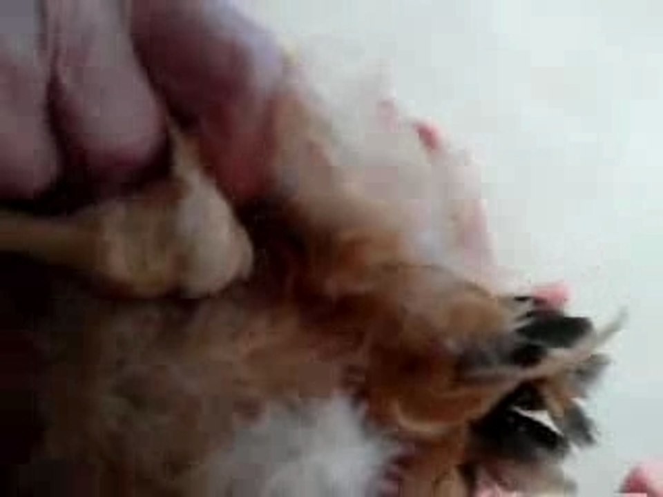 090v L'incroyable poulet à 3 pattes