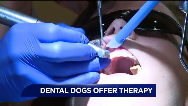 Dental Dogs Offer Welcome Comfort to Patients at Pennsylvania Dentist's Office