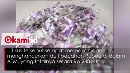 Tikus Makan Uang Ratusan Juta Rupiah di ATM