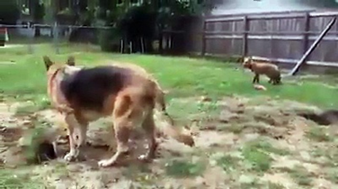 مكر الثعلب وذكائه