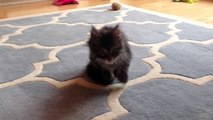 Brumby the Maine Coon kitten, aged 8 weeks -)