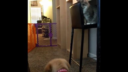 Puppies|Best Of Cute Golden Retriever Compilation #14 - Funny Dogs 2018_13-06-2018_4