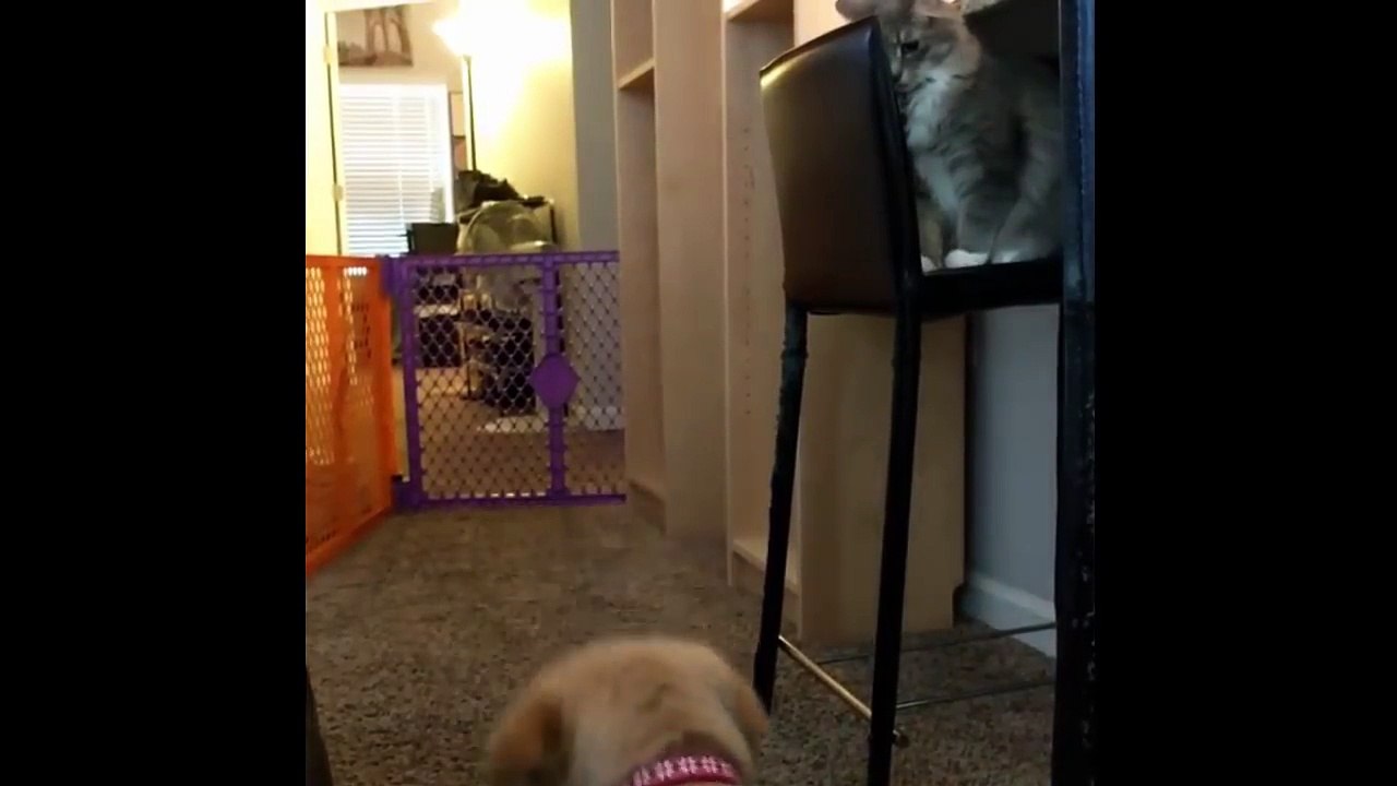 Puppies|Best Of Cute Golden Retriever Compilation #14 - Funny Dogs 2018_13-06-2018_4