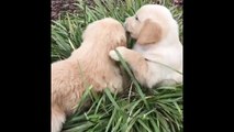 Cutest Puppies| Best Of Cute Golden Retriever Puppies Compilation #17 - Funny Dogs 2018_13-06-2018_2