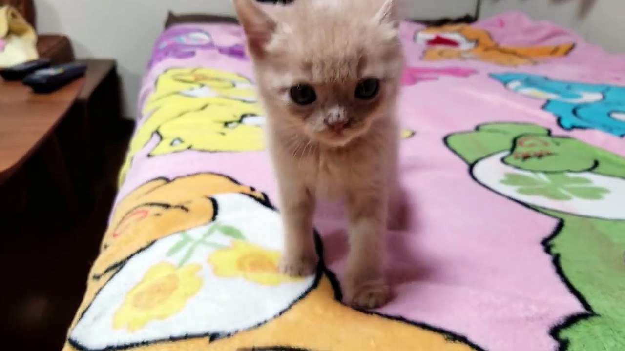 カメラを向けるとかわいい攻撃をしちゃう子猫　１９日目