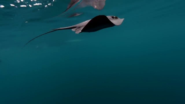 Une baleine orque utilise sa queue pour tuer une raie