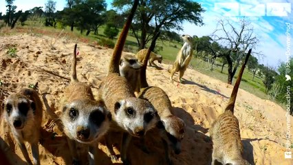 Robot Meerkat Babysits Cute Meerkat Babies