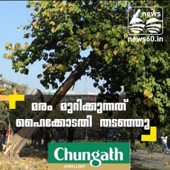 high court stays cutting trees for development   projects