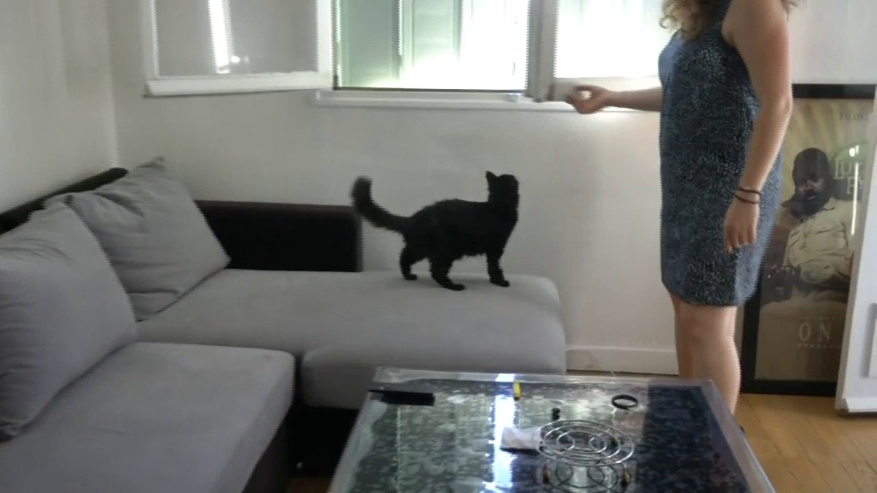 Avec l'arrivée des fortes chaleurs, attention aux chutes de chats