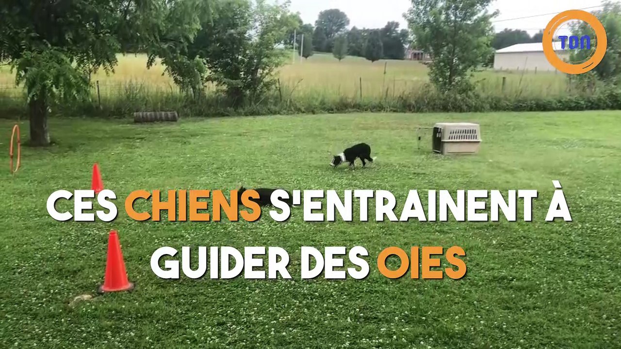 Ces chiens guident des oies