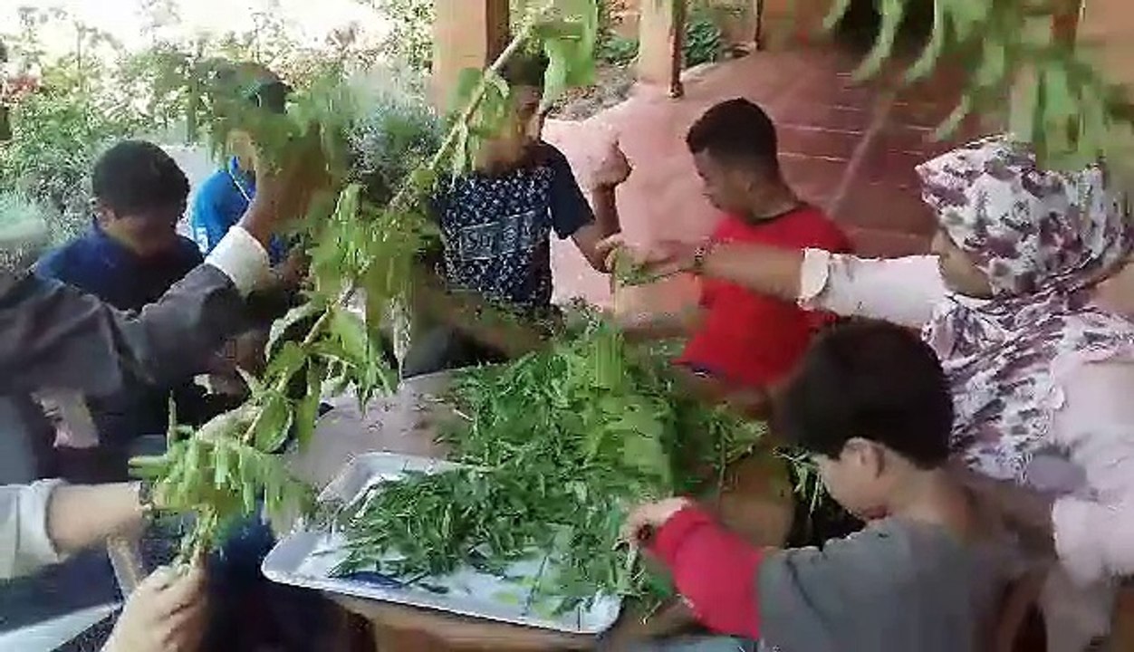 Atelier effeuillage des plantes aromatiques