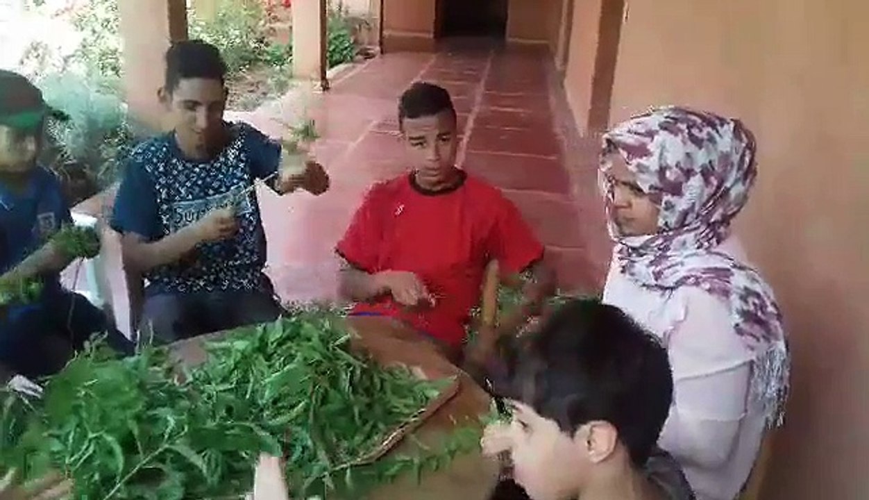 Effeuillage des tiges de plantes aromatiques