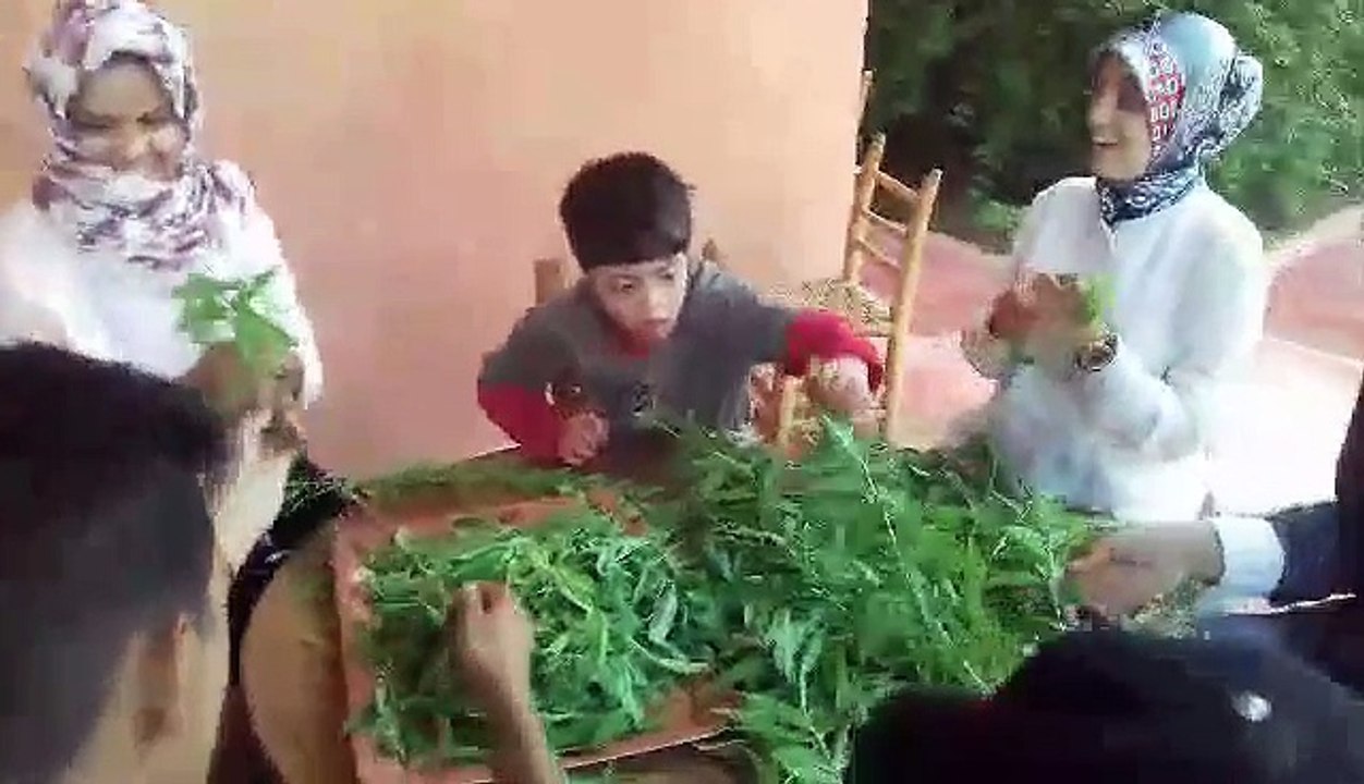 Effeuillage des plantes