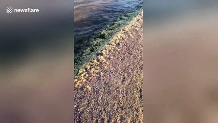 Thousands of baby crabs wash up on sea shore in Bali