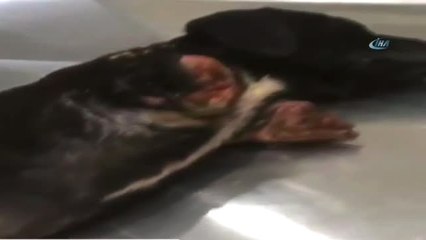 Yavru Köpek Olayında Tutuklanan Kepçe Operatörü Serbest Bırakıldı