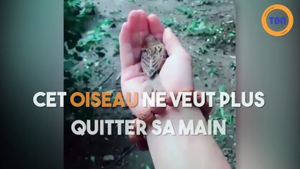Cet oiseau ne veut plus quitter sa main