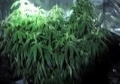 179 Cannabis Plants Seized in Wollongong Drug Bust