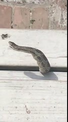 Un serpent régurgite des oeufs trop gros pour lui