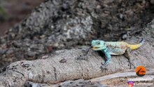 https://www.dropbox.com/s/pdwwqbybd9i4jwi/Lizard%20Lunch.mp4?dl=0 - Latest Sightings Pty Ltd