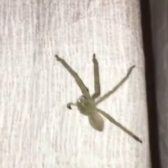 Cette araignée n'a que 4 pattes mais elle le vit très bien