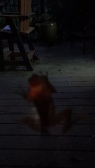 Cette grenouille vient d'avaler une luciole
