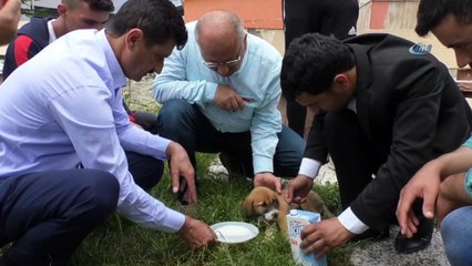 Sürücünün çarpıp kaçtığı yavru köpeğe vatandaşlar sahip çıktı