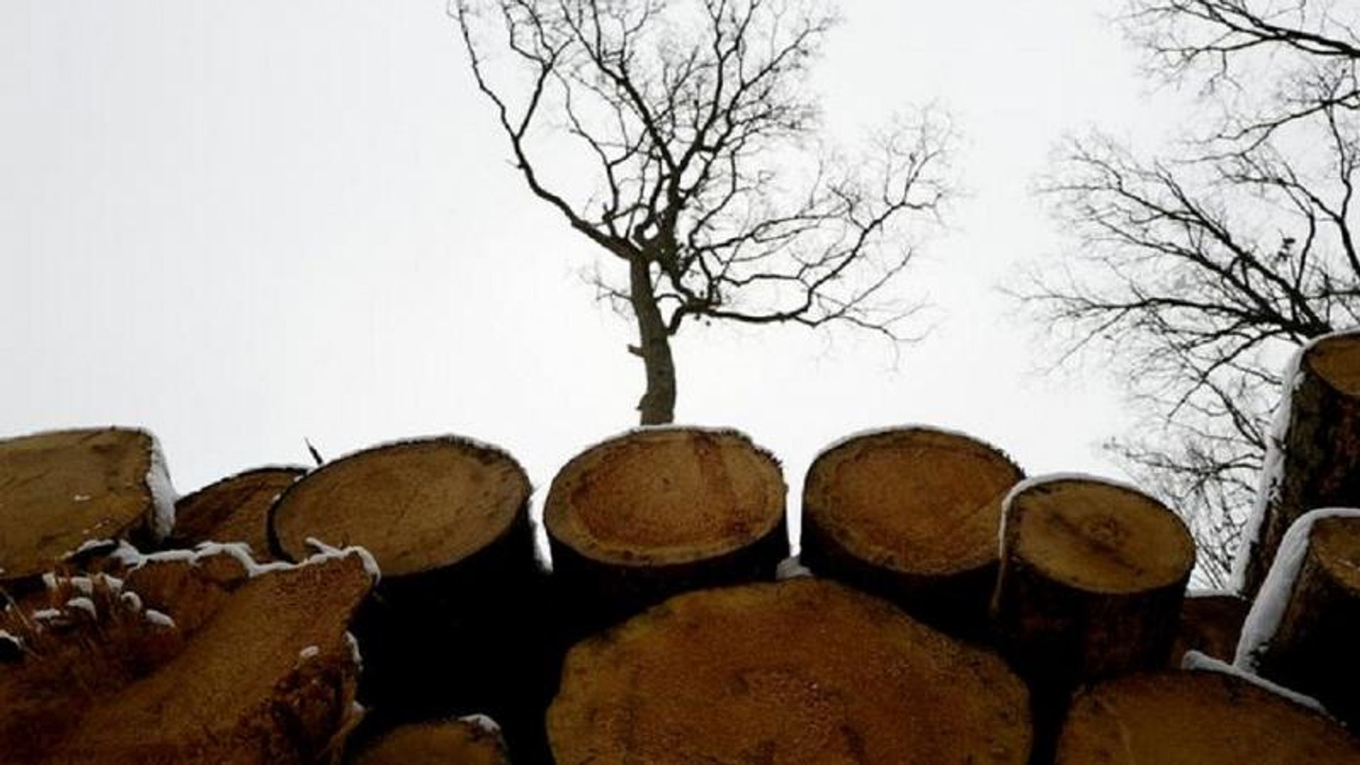 DRC forests threatened by illegal logging- NGO