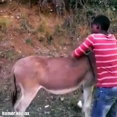 video lucu jatuh dari kuda