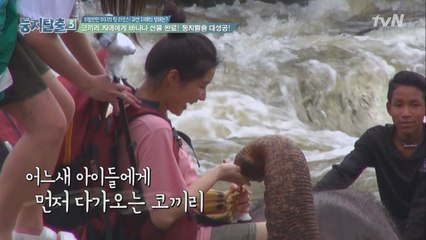 역대급 고난의 미션, 코끼리 자매 바나나 주기 성공!?